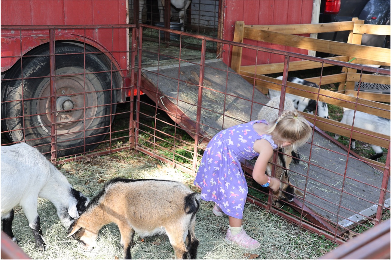 Petting zoo